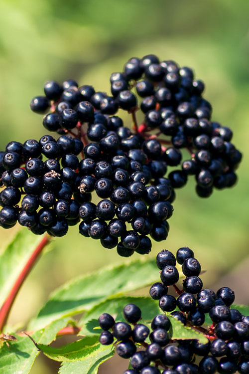 Elderberry