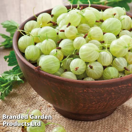 Gooseberry-Amla