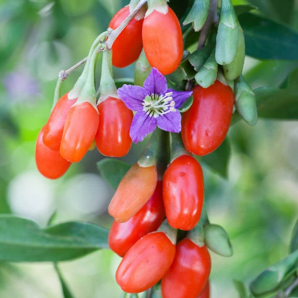 Goji berries