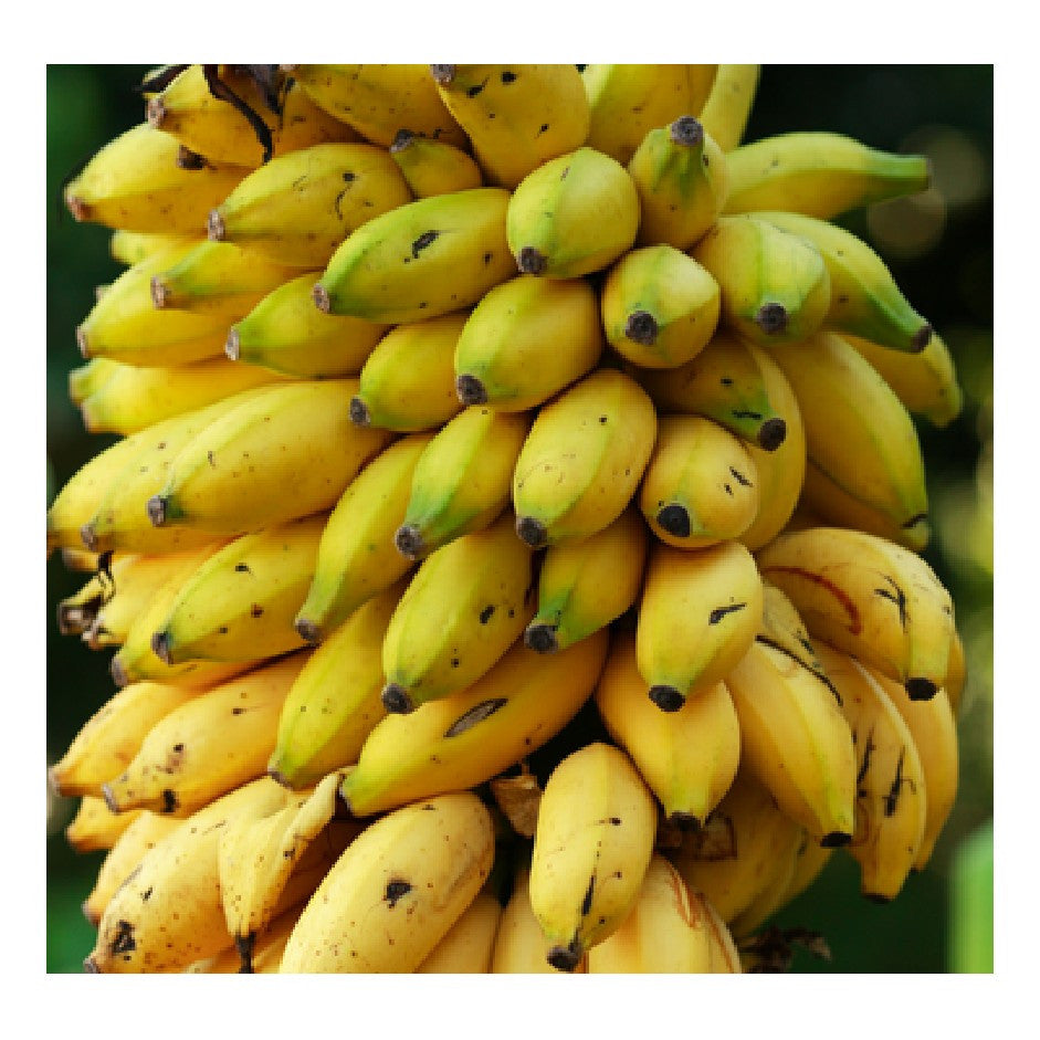Banana-Yellaki